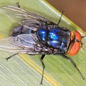 thumbnail for publication: New World Screwworm Cochliomyia hominivorax (Coquerel) (Insecta: Diptera: Calliphoridae)